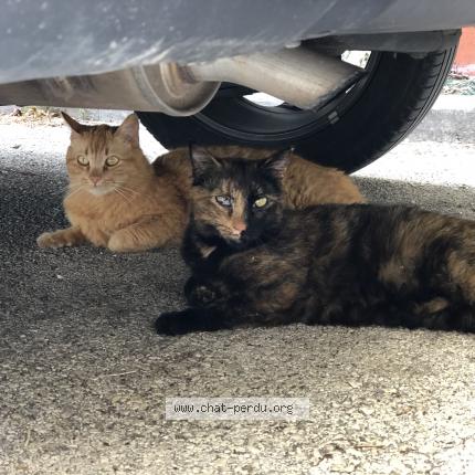 Foto 1/1 Mimine Chat perdido en La valette