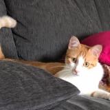 Foto del gato perdido en Noisiel