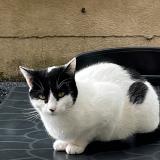 Foto del gato perdido en Noiseau