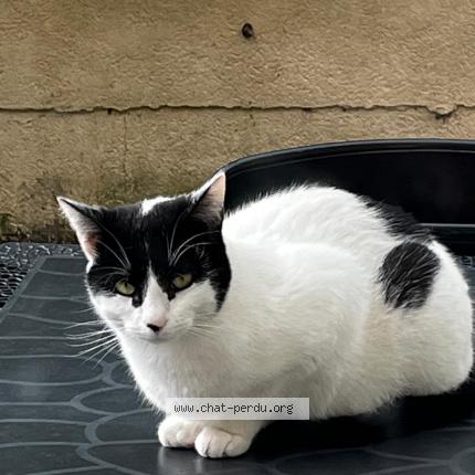 Foto 1/1 Baya Chat perdido en Noiseau