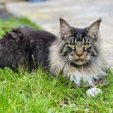 Foto del gato perdido en Saint Fiacre Sur Maine