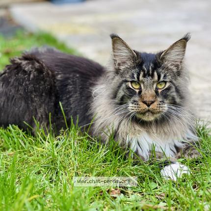 Foto 1/1 Zuma Chat perdido en Saint fiacre sur maine