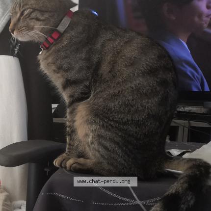 Foto 1/1 Yuna Chat perdido en Saint michel de llotes