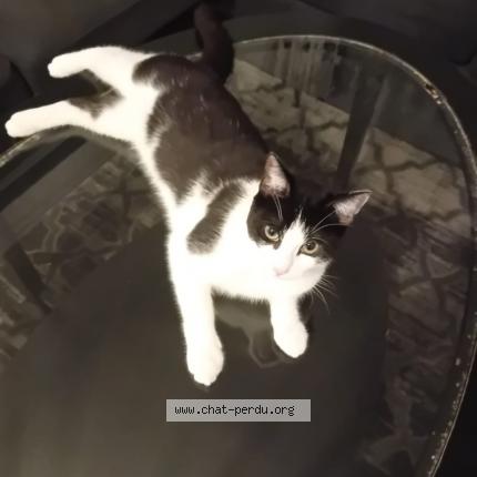 Foto 1/1 Simba Chat perdido en Villepinte