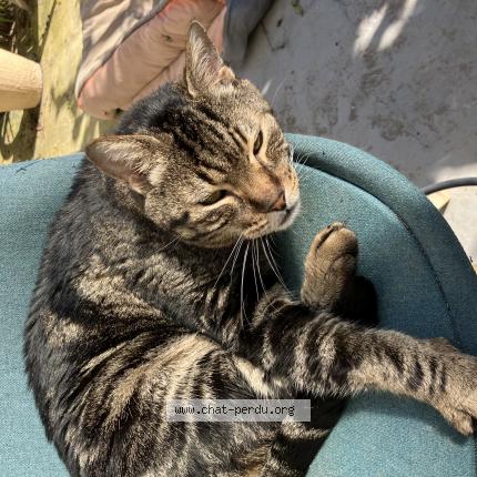 Foto 1/1 Mimine Chat perdido en Cagnes sur mer