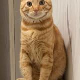 Foto del gato perdido en Lisses