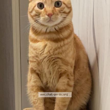 Foto 1/4 ASLAN - Doudou Chat perdido en Lisses