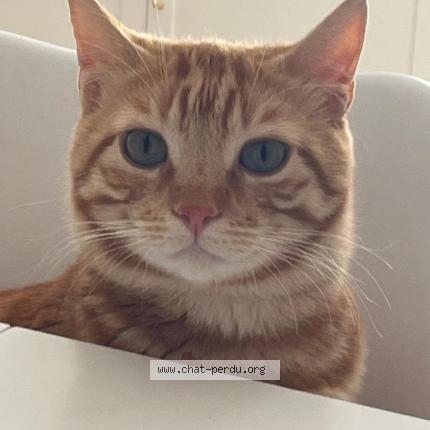 Foto 2/4 ASLAN - Doudou Chat perdido en Lisses