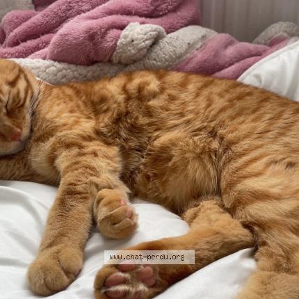 Foto 3/4 ASLAN - Doudou Chat perdido en Lisses