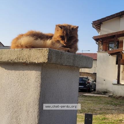 Foto 1/1 Gato encontrado Perdido en Moidieu detourbe