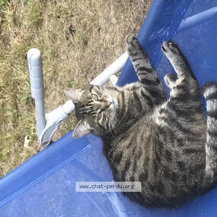 Foto 1/1 Kenjy Chat perdido en Janze