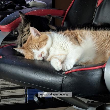 Foto 1/1 Loki Chat perdido en Vufflens le chateau