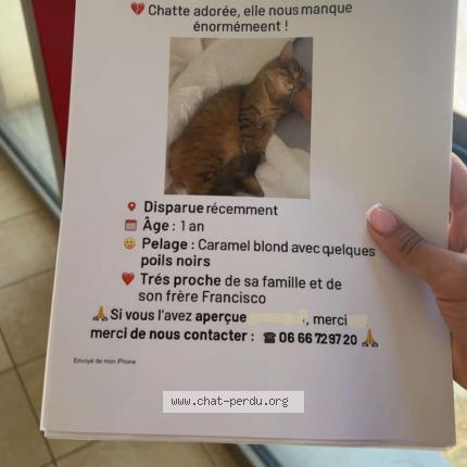 Foto 1/1 Fifi Chat perdido en Eguilles