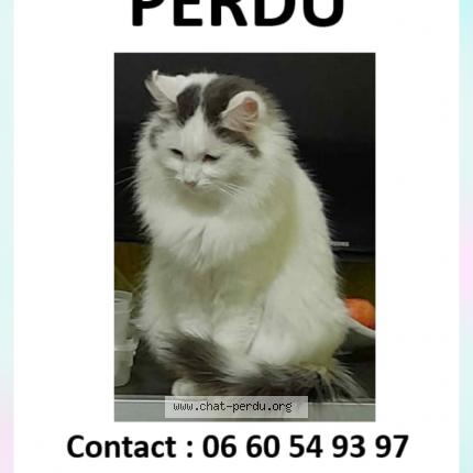 Foto 1/1 Mitsy Chat perdido en Montbrison