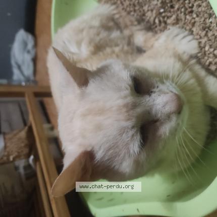 Foto 1/1 Gato encontrado Encontrado en Gravelines