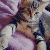 Foto del gato perdido en Coulouniex Chamiers