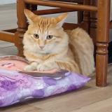 Foto del gato perdido en Saint Prim