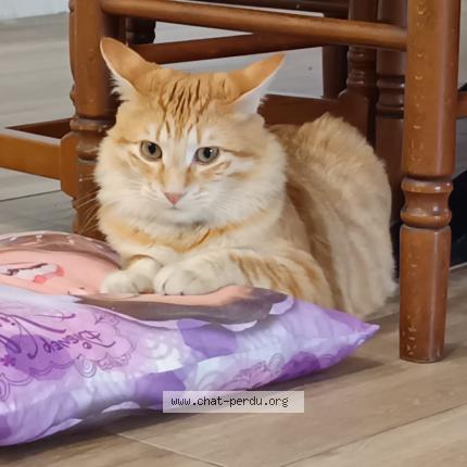 Foto 1/1 Spooky Chat perdido en Saint prim