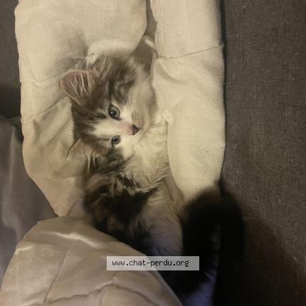 Foto 1/1 Choupie Chat perdido en St gence