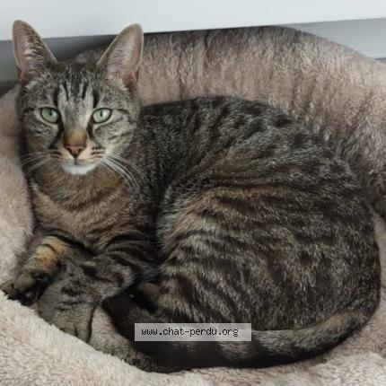 Foto 1/1 Tomy Chat perdido en Chatillon en michaille