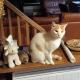 Foto del gato perdido en Nantes