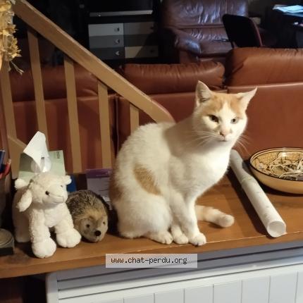 Foto 1/1 YOTARU Chat perdido en Nantes