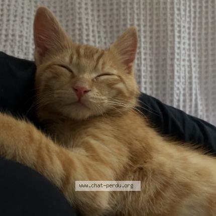 Foto 1/1 Ninja Chat perdido en Nemours