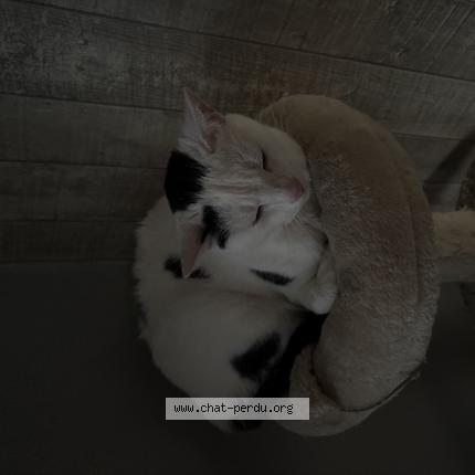 Foto 1/1 bassem Chat perdido en Oradour sur vayres