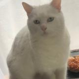 Foto del gato perdido en La Crau