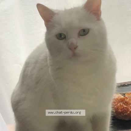 Foto 1/1 néo Chat perdido en La crau