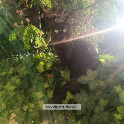 Foto 1/1 Sirius Chat perdido en Saint sulpice la pointe