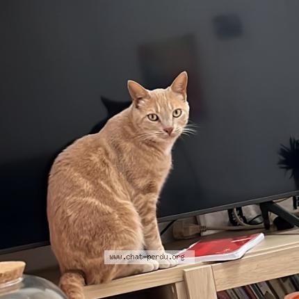 Foto 1/1 Mushu Chat perdido en Paris