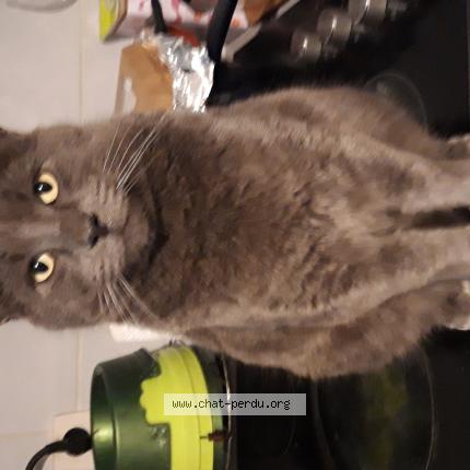 Foto 1/1 Titou Chat perdido en Le cres