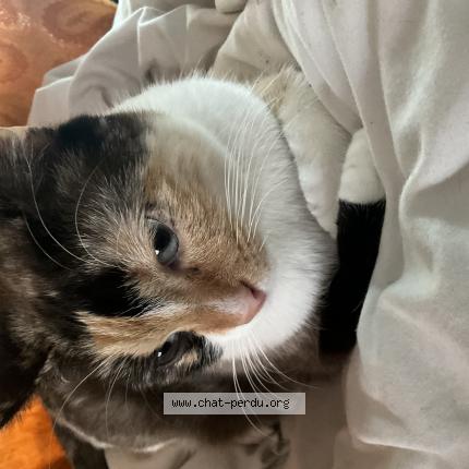 Foto 1/1 Kitada Chat perdido en Reze nantes
