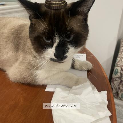 Foto 1/1 Bambi Chat perdido en Saint jean de vedas