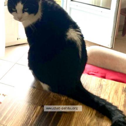 Foto 1/1 NEWTON Chat perdido en Pontivy