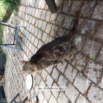 Foto 1/1 Gato encontrado Encontrado en Boqueho