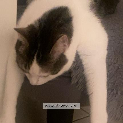 Foto 1/1 Smocky Chat perdido en Strasbourg