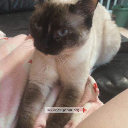 Foto 1/1 Una Chat perdido en La chapelle saint remy