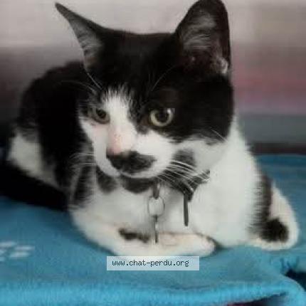 Foto 1/1 Forrest Chat perdido en Nouan le fuzelier