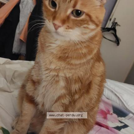 Foto 1/1 Mimi Chat perdido en Trelissac