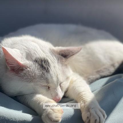 Foto 1/1 Bebeto Chat perdido en Nantes