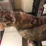 Foto del gato perdido en Drulingen