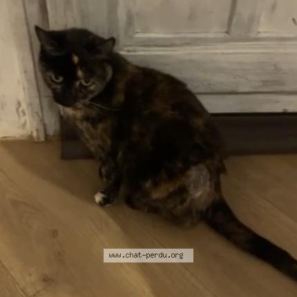 Foto 1/1 Quenelle Chat perdido en Balma