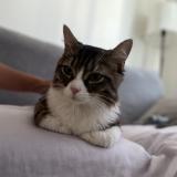 Foto del gato perdido en Mialet