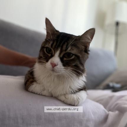 Foto 1/1 Coockie Chat perdido en Mialet