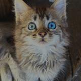 Foto del gato perdido en Leguevin