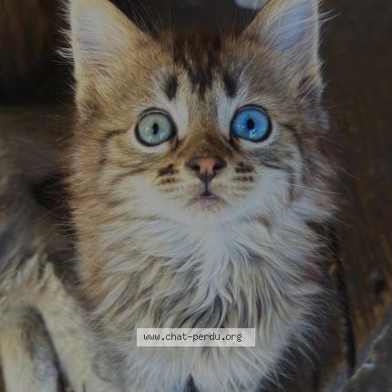 Foto 1/1 mon chat Chat perdido en Leguevin