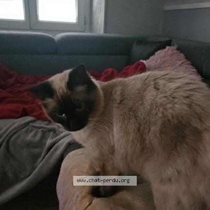 Foto 1/1 Virgule Chat perdido en Beaurepaire