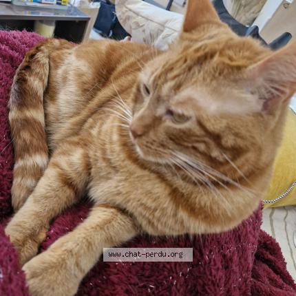 Foto 1/1 Pablo Chat perdido en Saint hilaire de riez